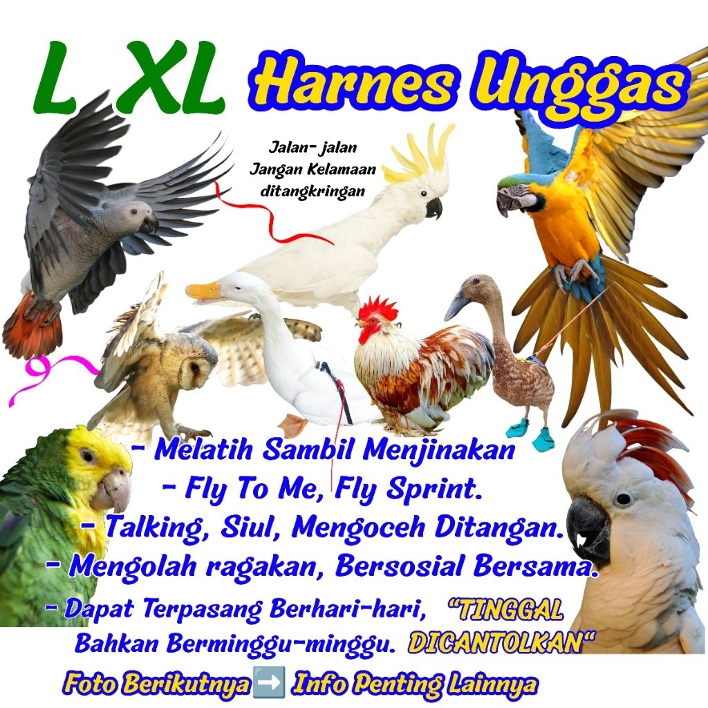 upgrade 2021 HARNESS PARROT UNGGAS  ,AFRICAN GREY, GOFIIN MACAW , PATAGONIAN, AMAZON, KAKATUA  AYAM 