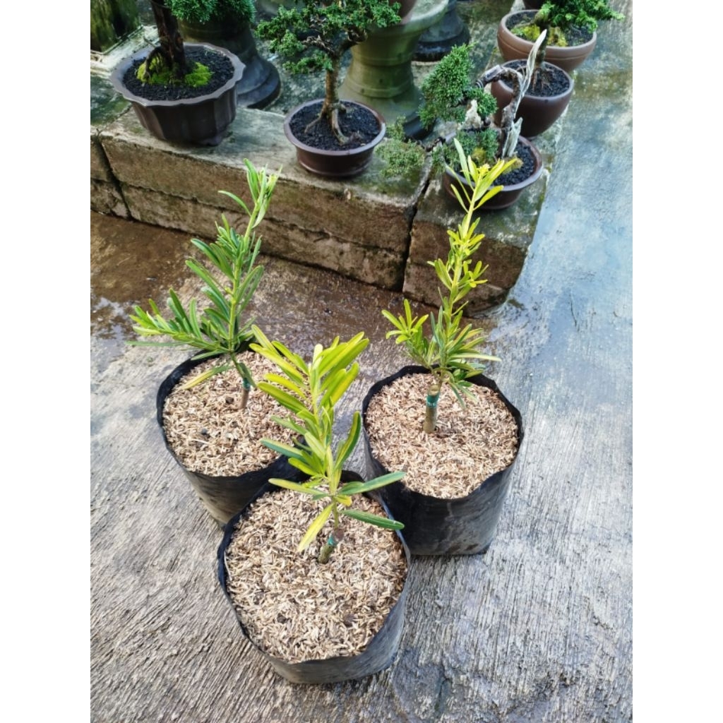 Pohon Lohansung Mawar Varigata Kuning/ Lohansung Varigata Kuning