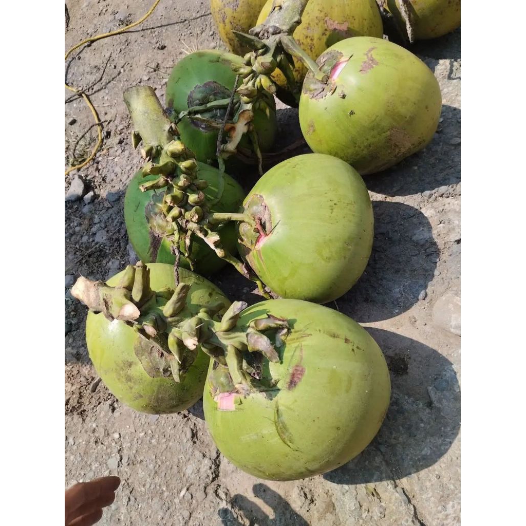Degan wulung 100% Aslii