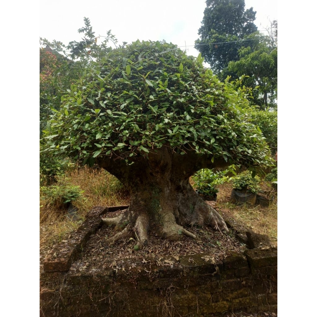 Bonsai Loa
