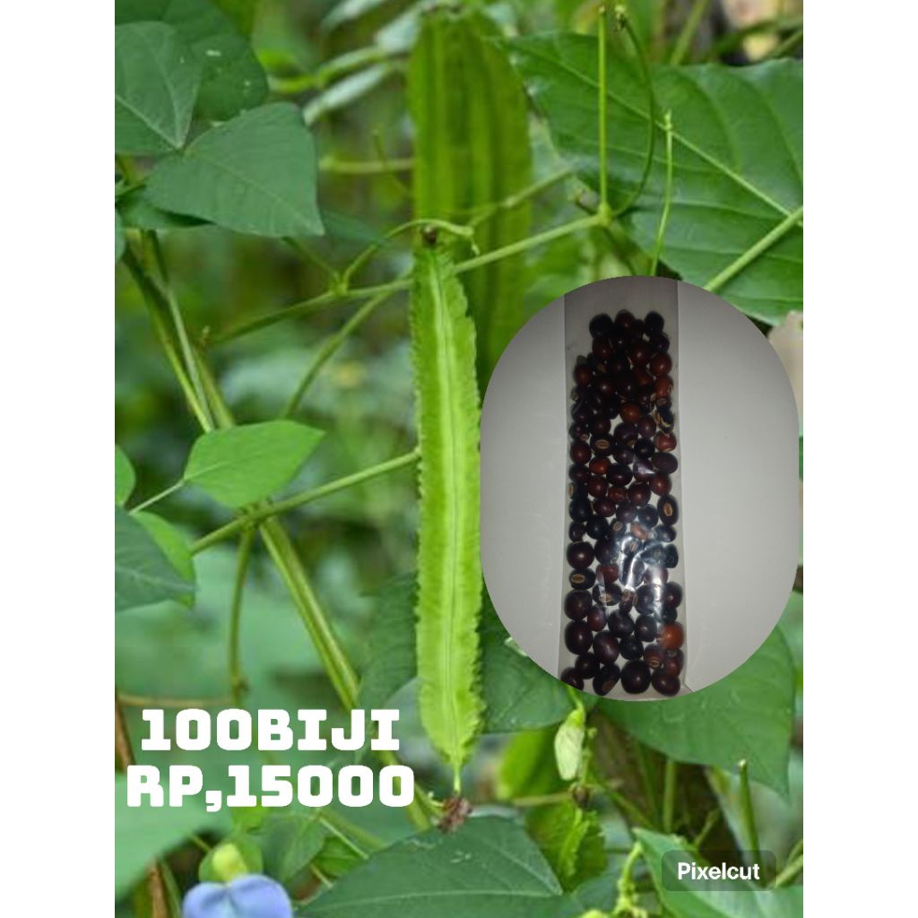 100biji benih kecipir/cipir