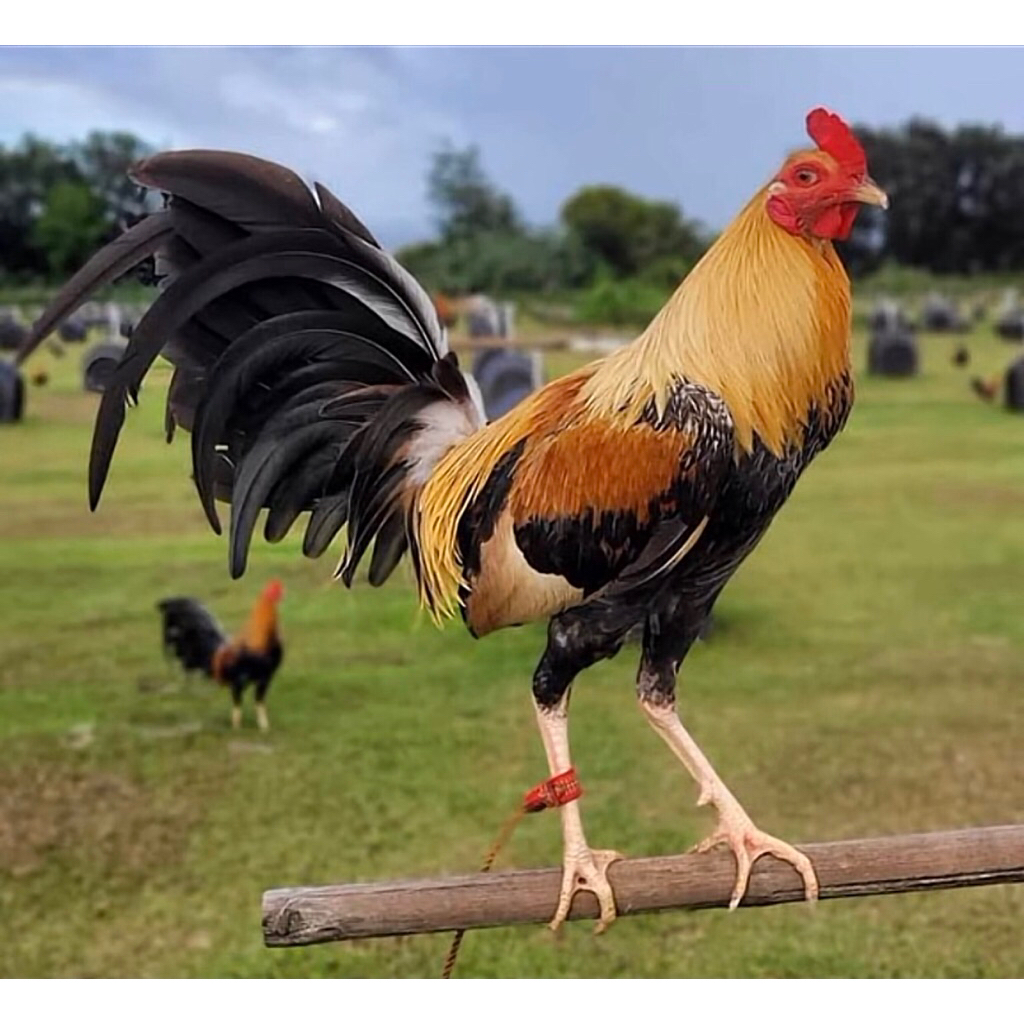Ayam Philipin Pumpkins, Telur Fertil 100% Untuk Ditetaskan