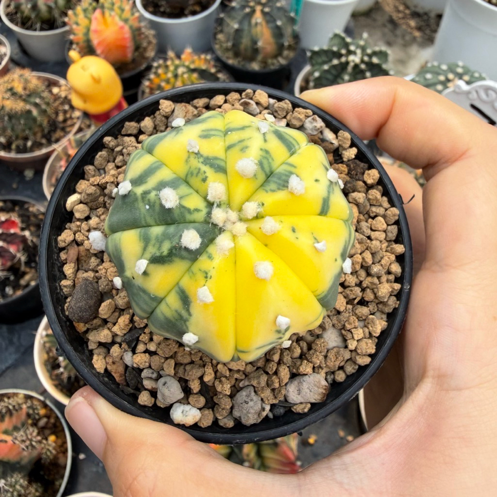 Astrophytum asterias variegata Kaktus Astro Var