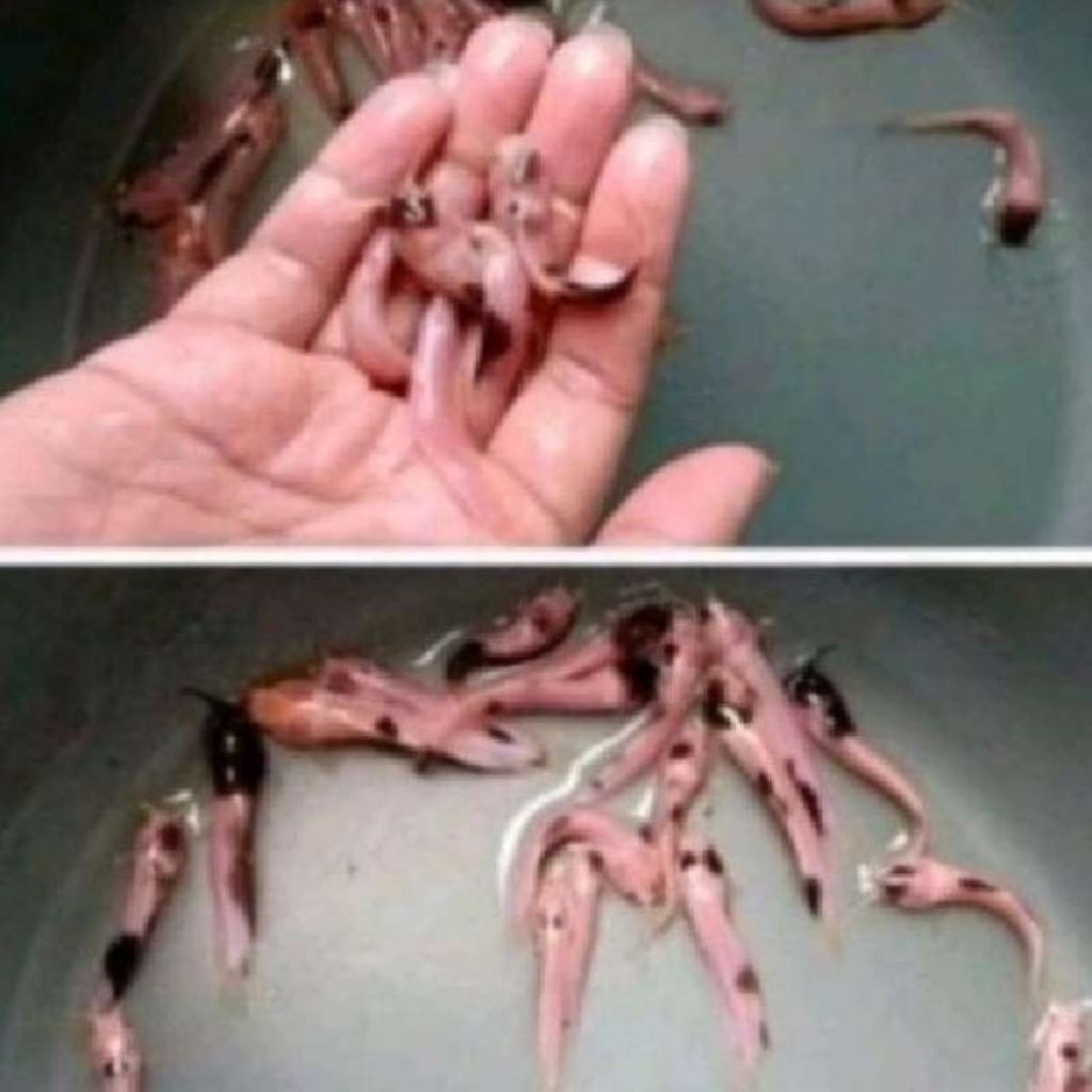 PAKET ISI 10 lele totol hias albino