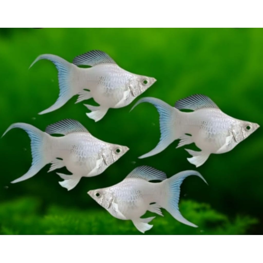 IKAN HIAS MOLLY BALON BALLOON CAWANG LYRETAIL BLACK EYE PLATINUM
