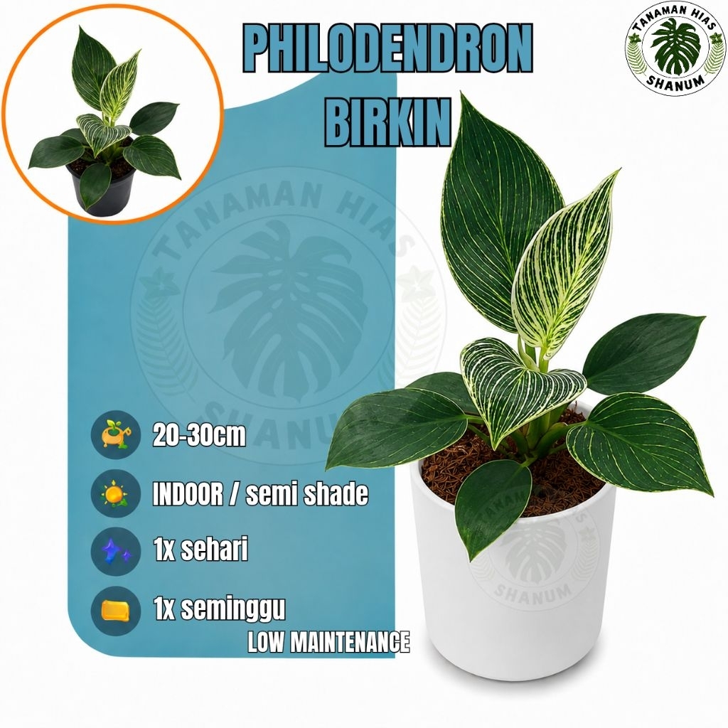 PHILO BIRKIN ( Tanaman hias philodendron Birkin ) - tanaman hias indoor philodendron birkin