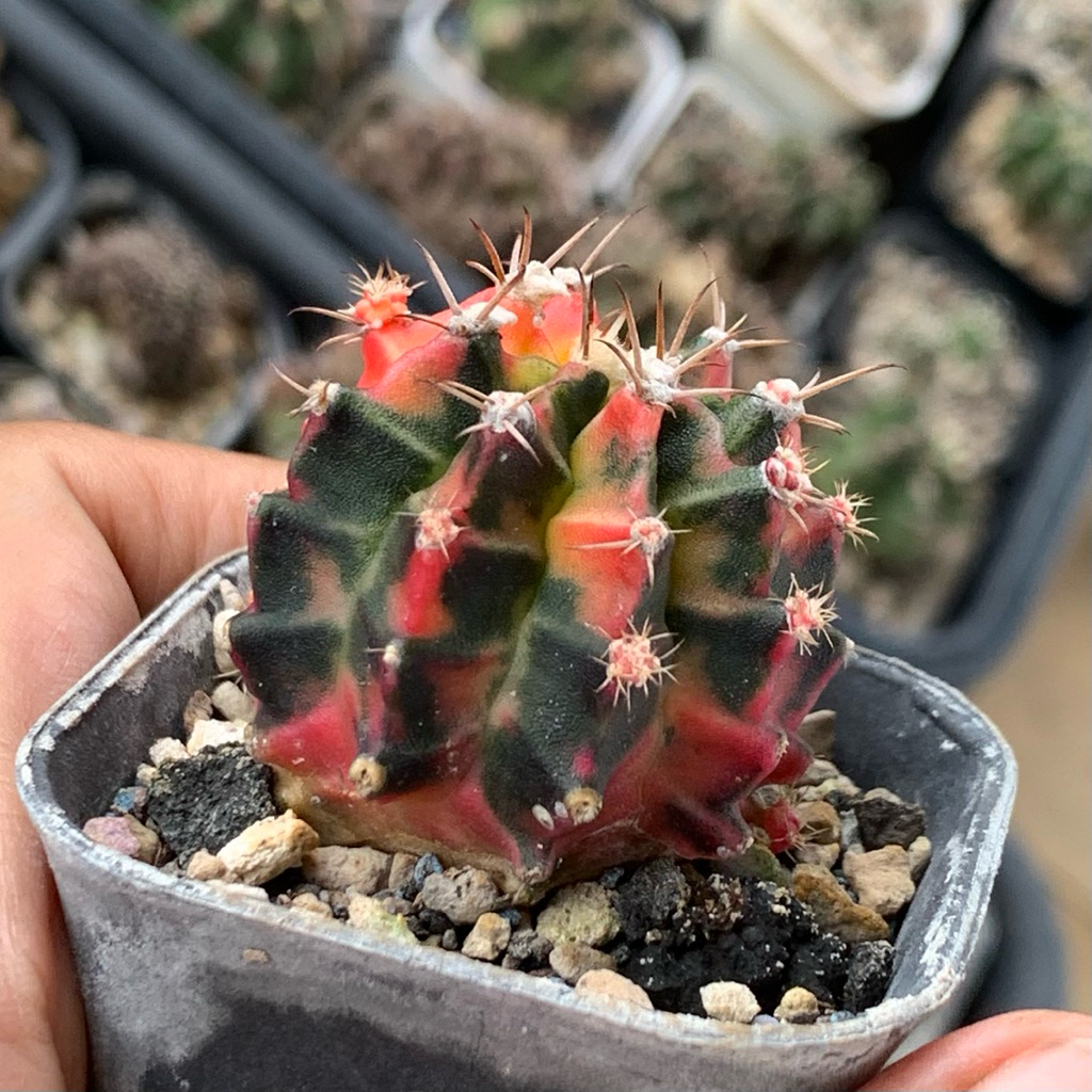 3pf gymno miha var kaktus gymnocalycium mihanovichii varigata cluster rimbun tanaman hias hidup guru