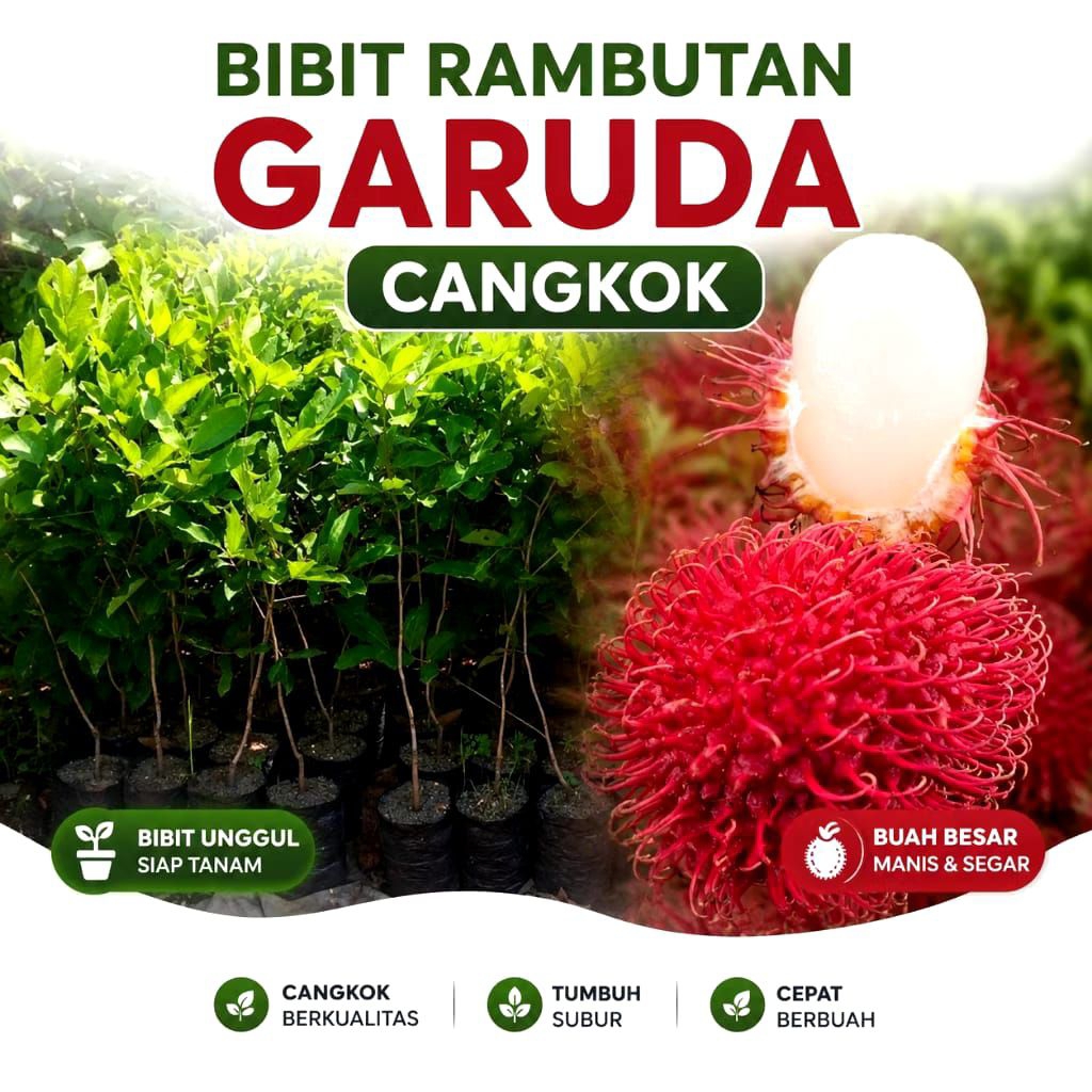 Bibit Rambutan Garuda (Cangkok)