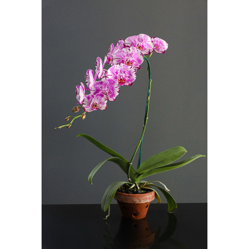 Anggrek Phalaenopsis Premium Variegata Splash
