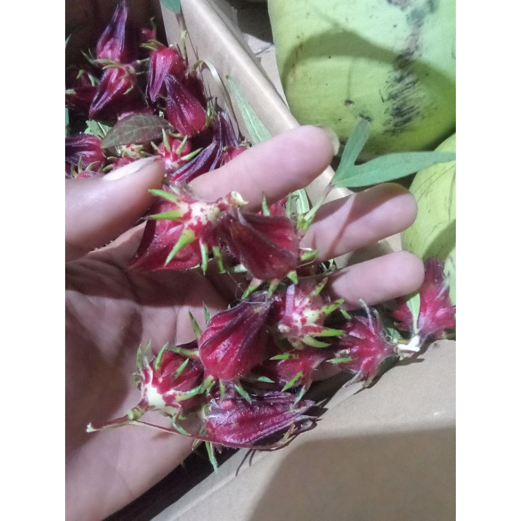 bunga Rosella merah segar 500gr