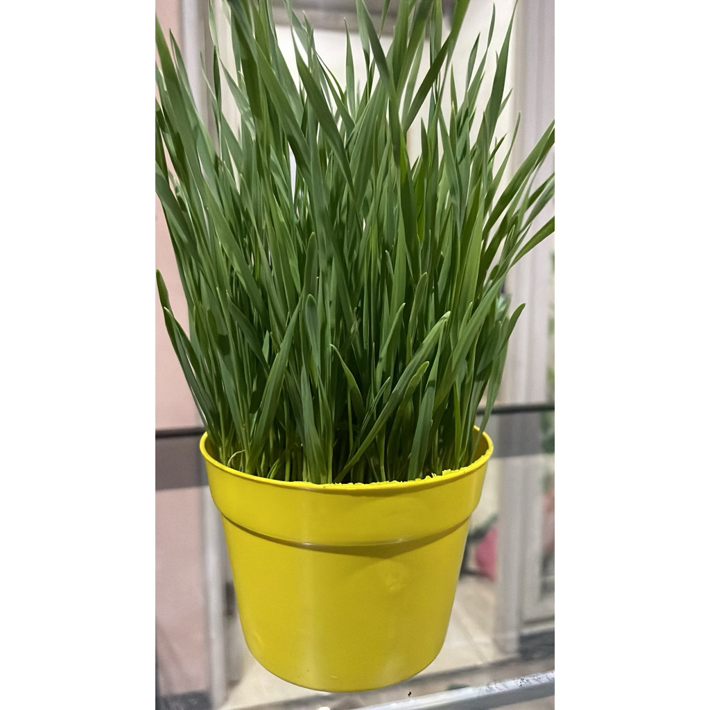RUMPUT KUCING Siap Makan Wheatgrass Segar