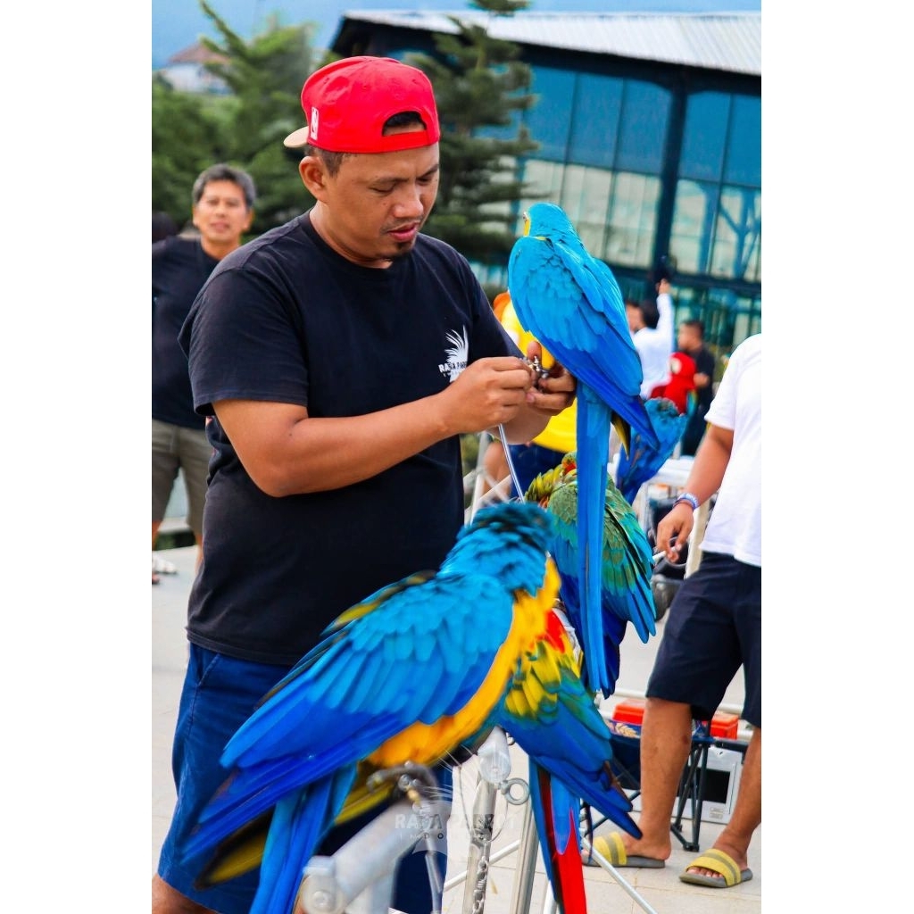 BURUNG BLUE AND GOLD MACAW BABY USIA 3 BULAN JINAK