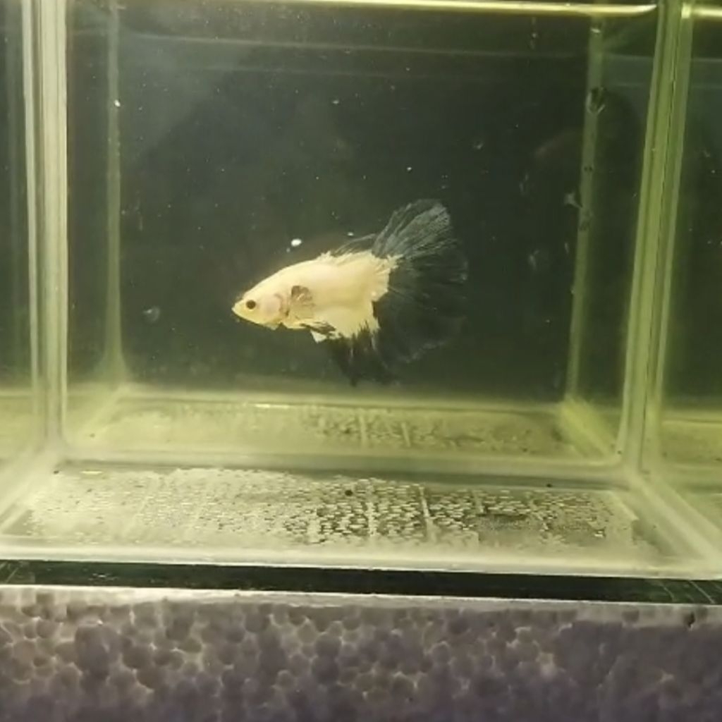 Cupang Halfmoon Blue Rim (Real Pick 100%)