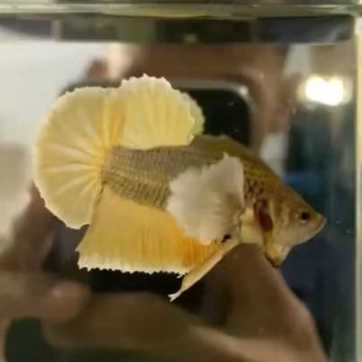 plakat Dumbo Ear