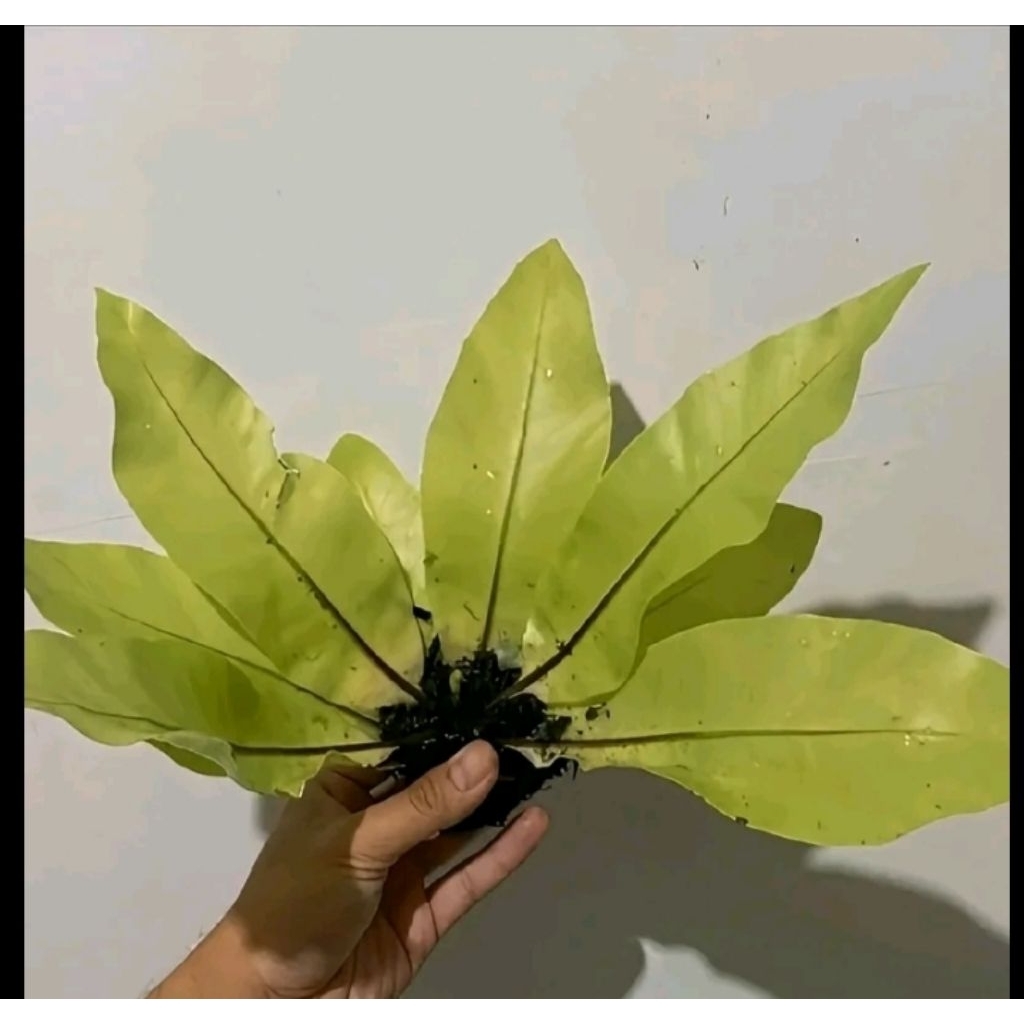 Tanaman Hias Kadaka Mini Sp YL - Pohon, Darat, Hiasan Aquascape