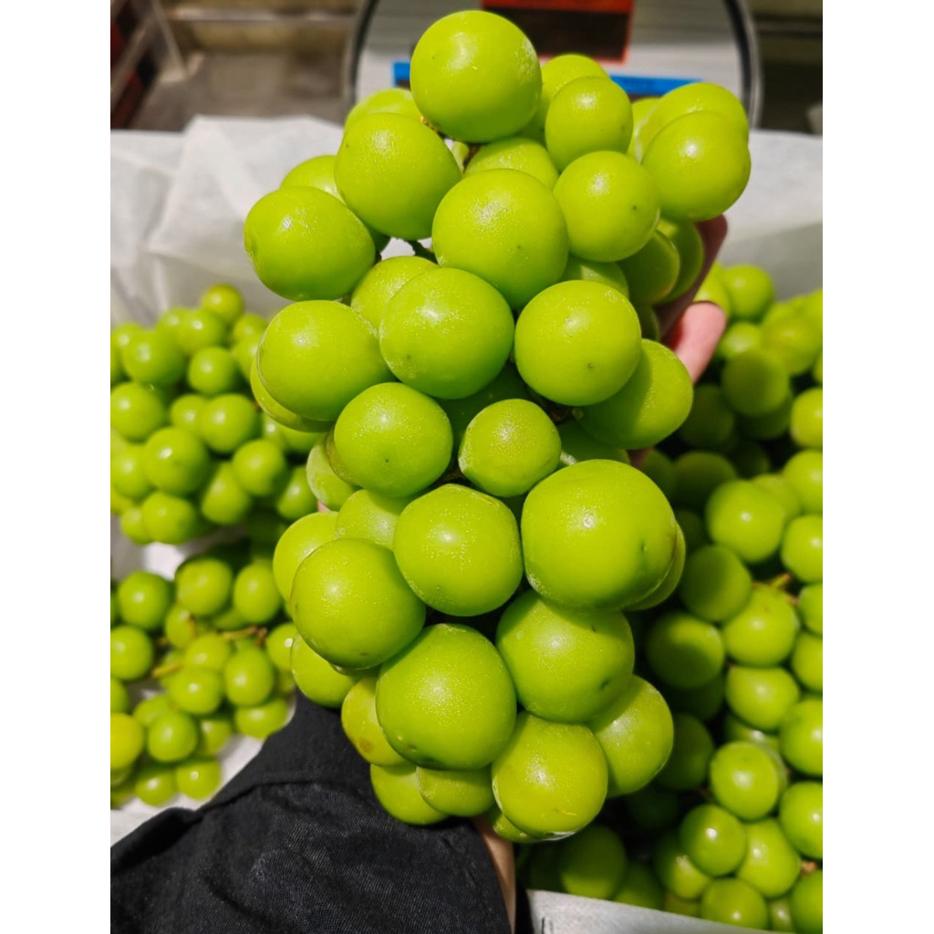 Anggur muscat  / Anggur Black Autumn