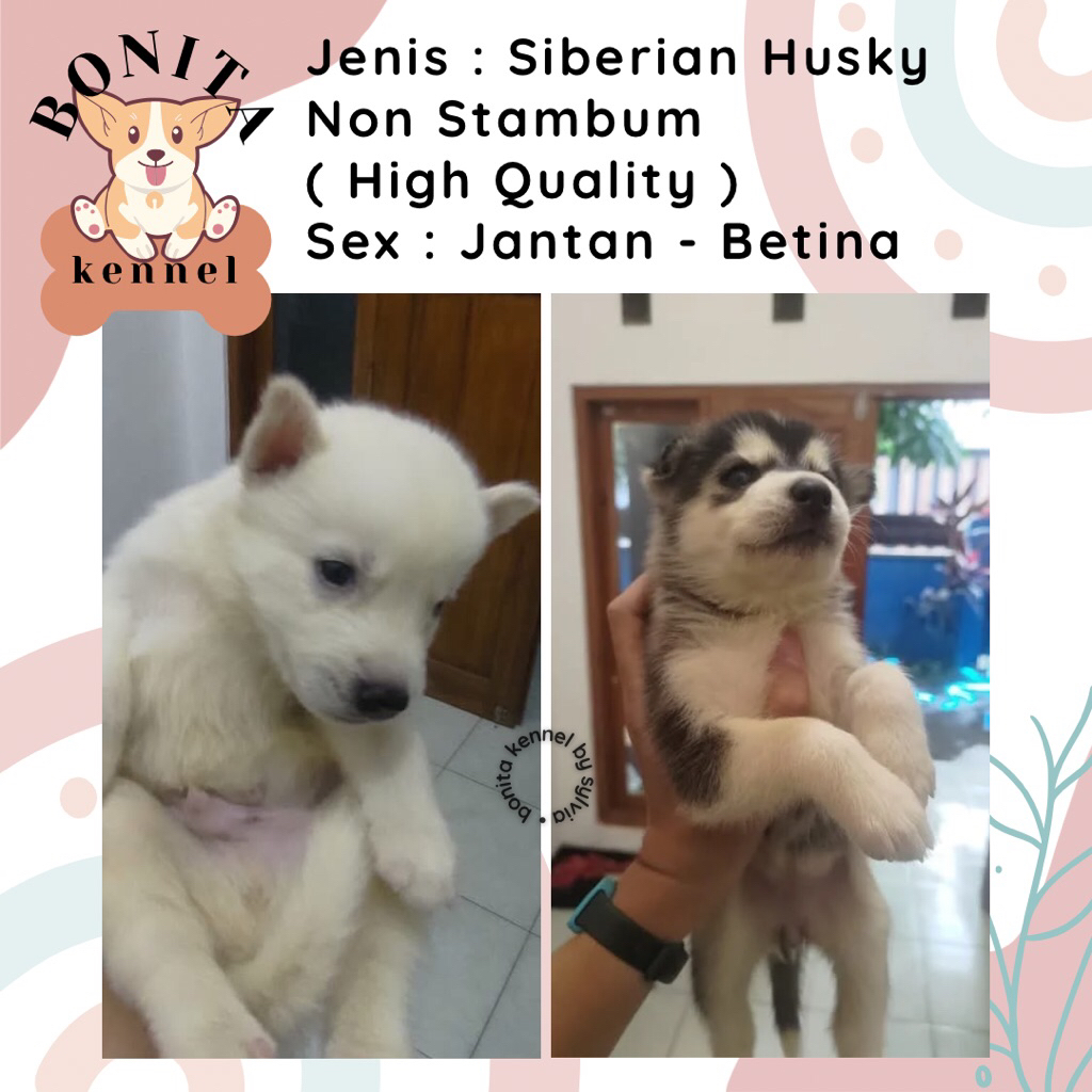 Siberian Husky Non Stambum Anak Anjing Husky Red Cooper Jantan Betina