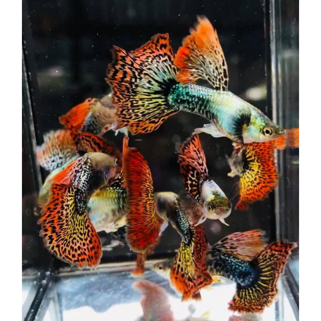 Hiasan Aquarium Guppy Platinum Dragon red Tail sepasang