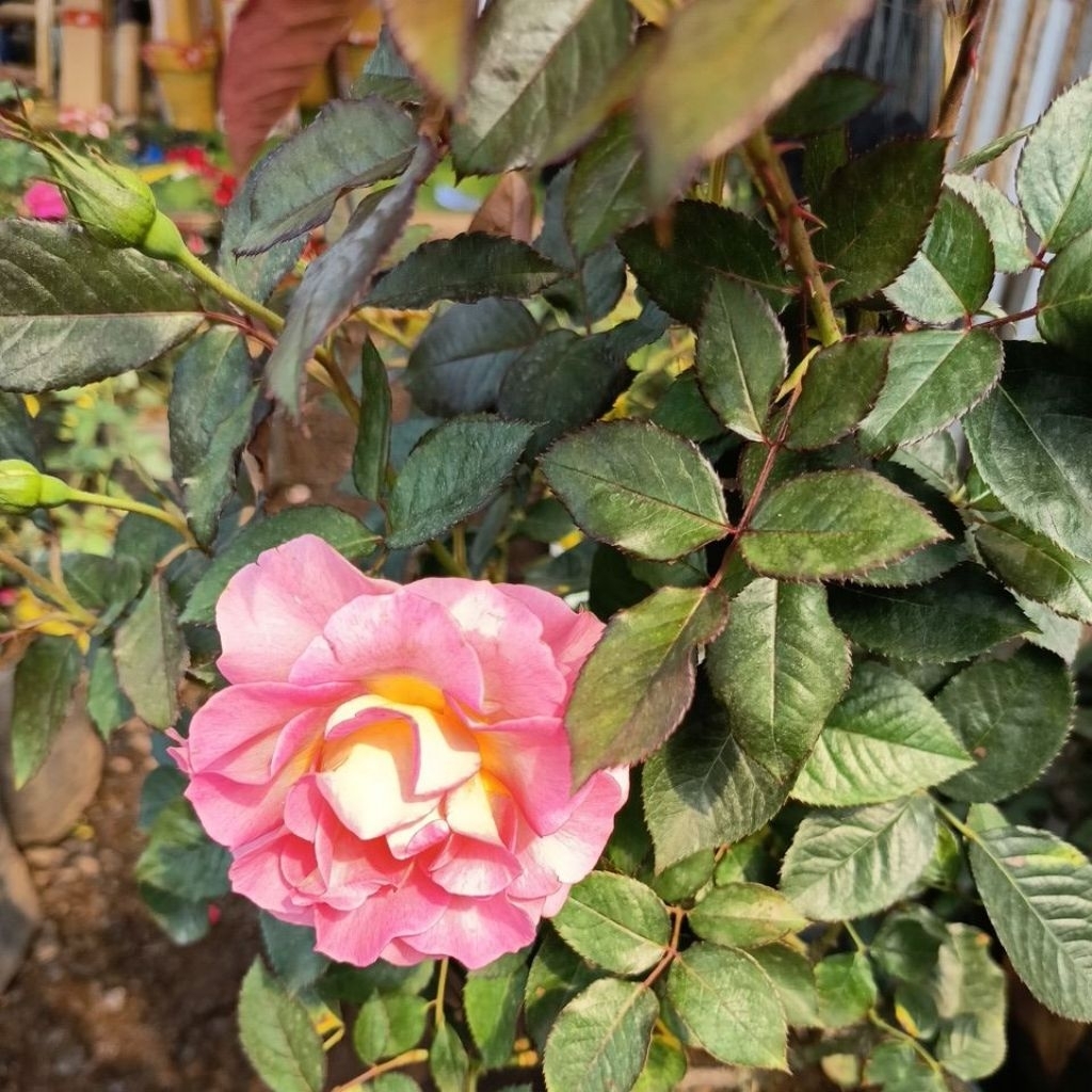 Sita Van della, Fur Elise & Pink Paradise