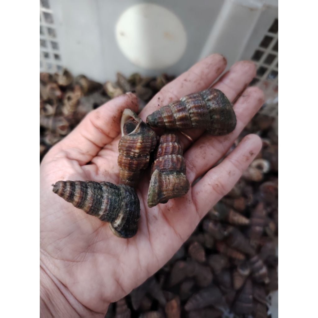 KEONG NENEK SIPUT NENEK
