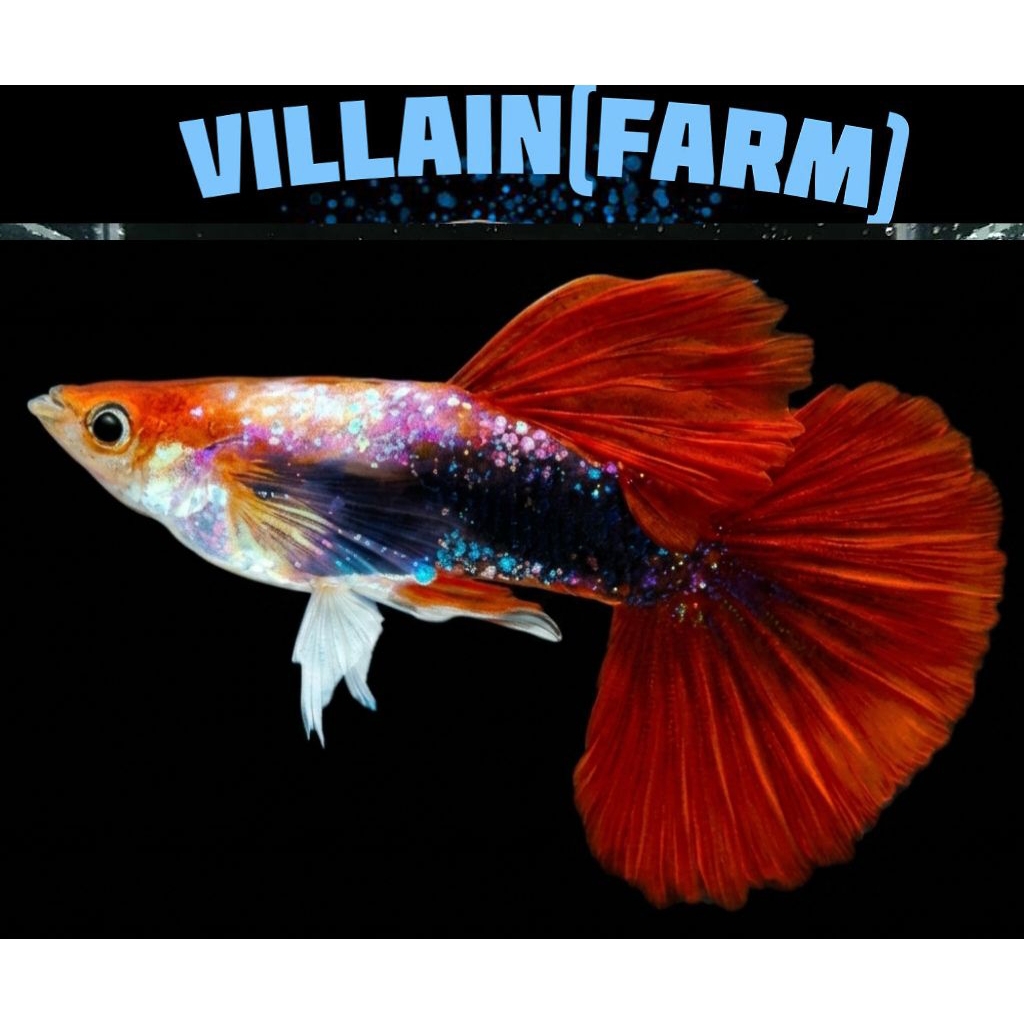Guppy HB Red / Half Black Red Guppy Pair Villain farm