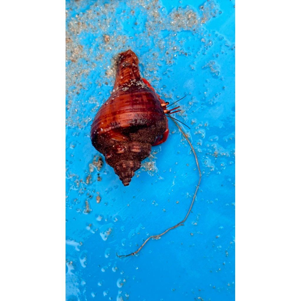 Kelomang Perlatus Size S