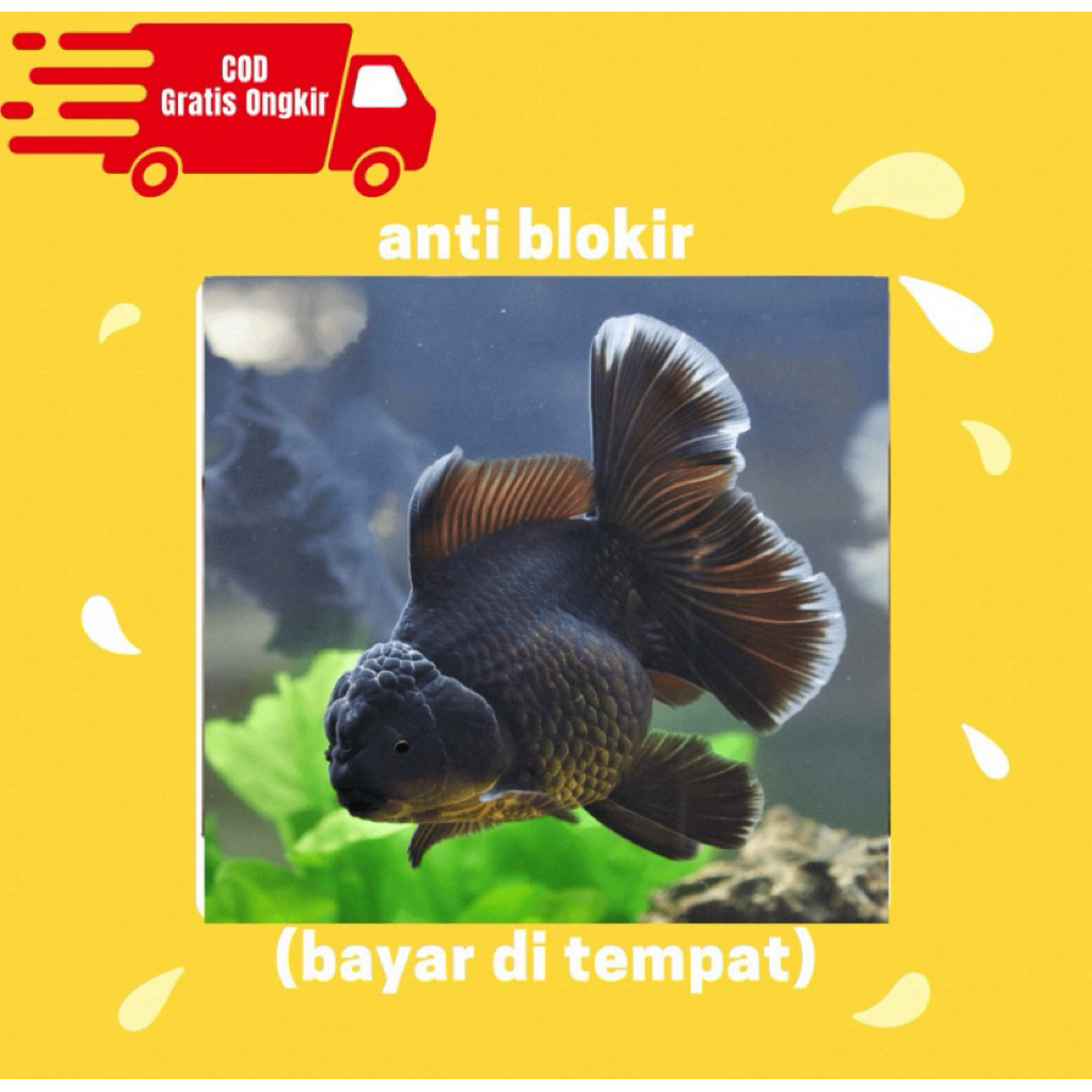 Oranda Black 2pcs - Oranda mas koki rosetail hitam 8,10cm