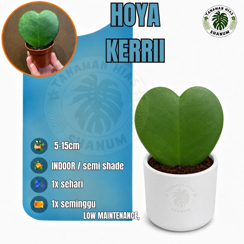 Hoya love/Hoya kerrii - tanaman hias indoor Hoya kerrii - Hoya love - sukulen Hoya kerrii/Hoya love