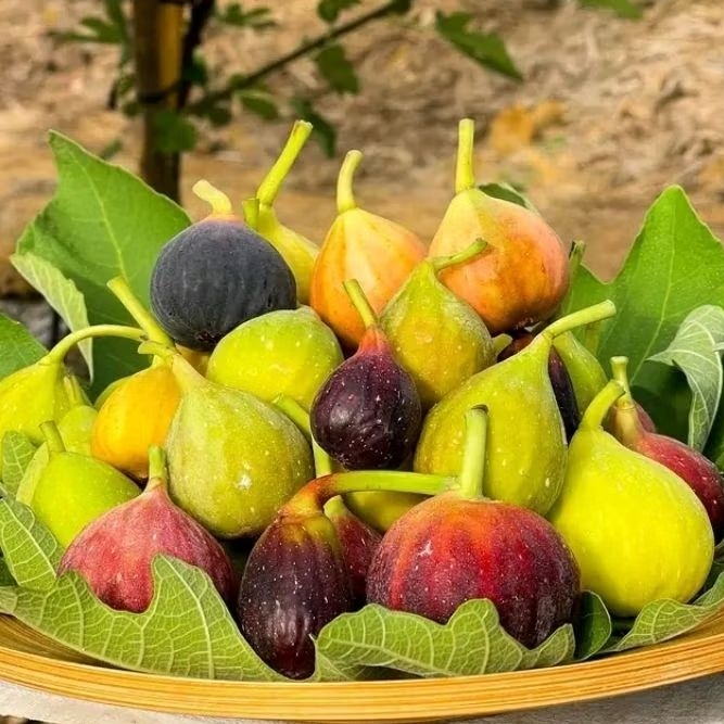 bibit buah tin berbuah lebat pot besar 15lt