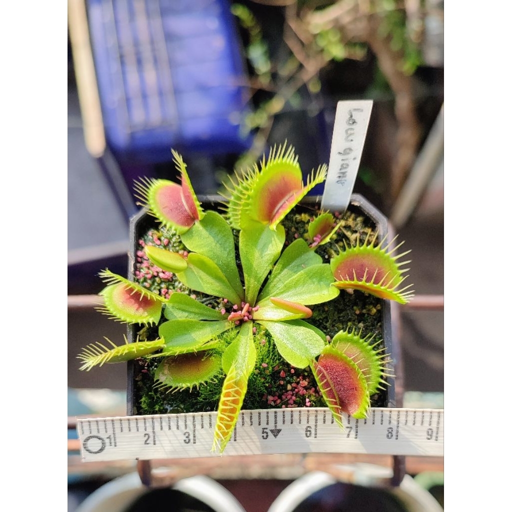 VFT Low giant