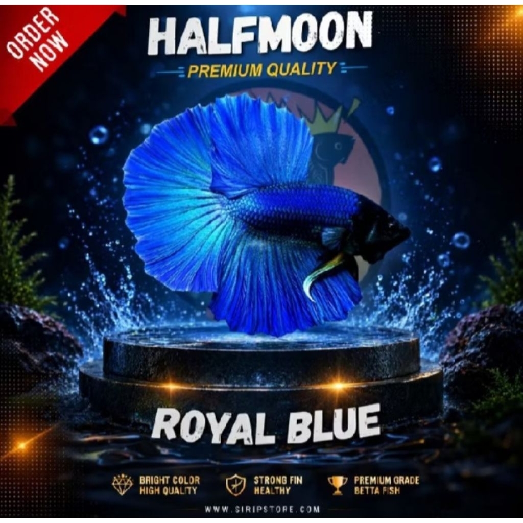 CUPANG HALFMOON ROYAL BLUE IKAN HIAS