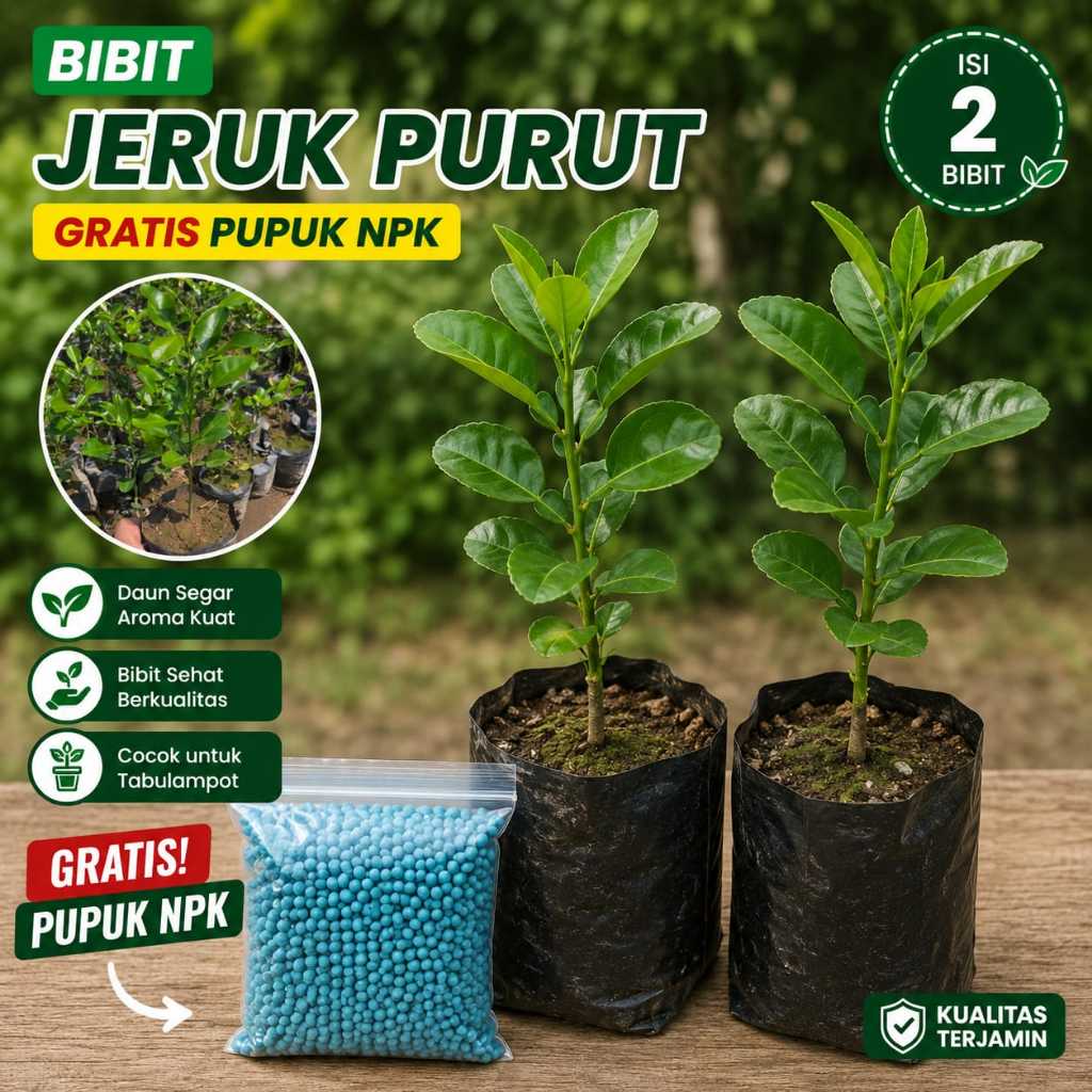 Bibit Jeruk Purut Gratis Pupuk
