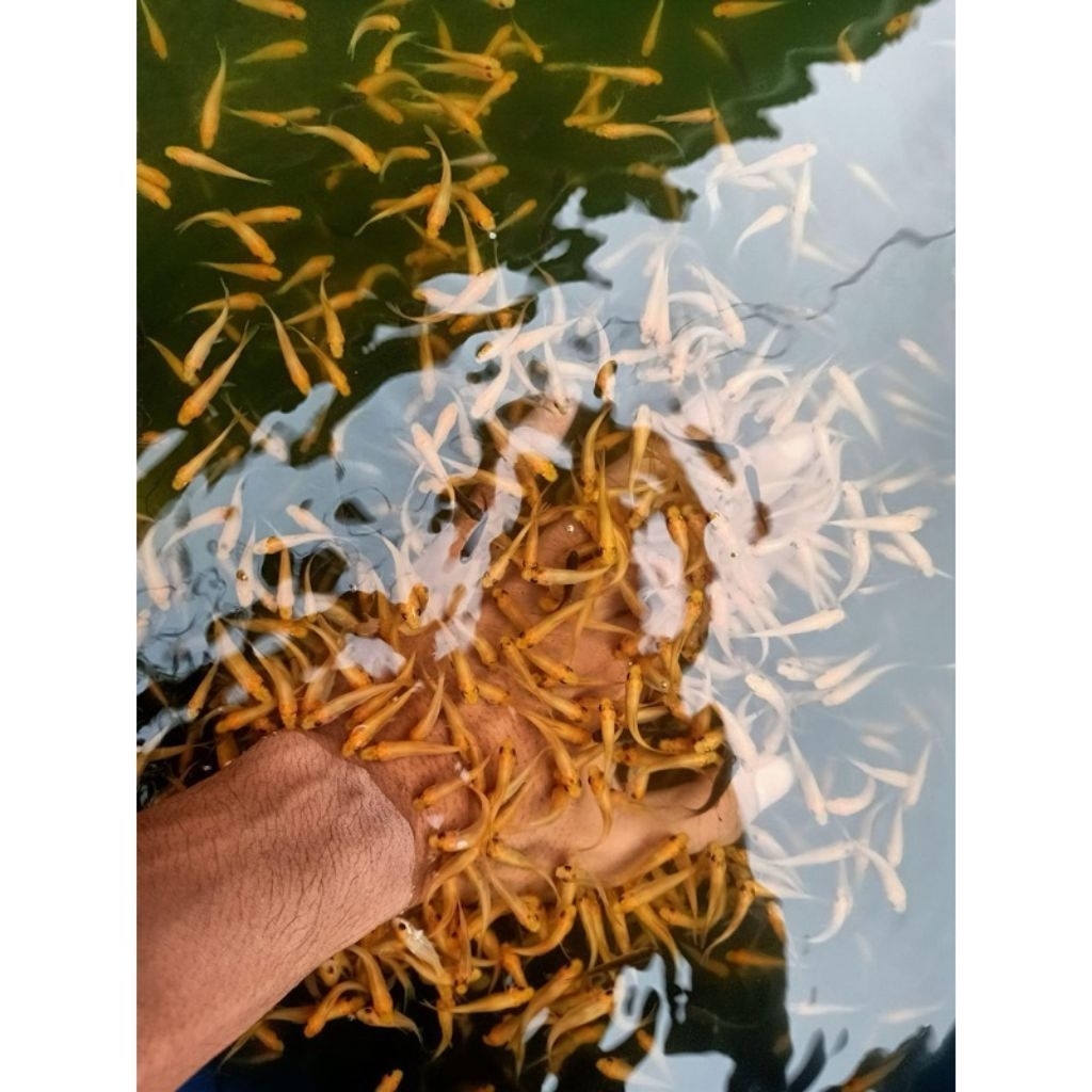 Bibit Ikan Terapi Nilem Lemon / Garra Rufa Paket 100 Ekor Super Lincah