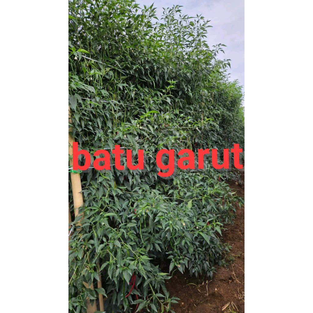 COD 30GR BIBIT/BENIH CABE LOKAL BATU GARUT