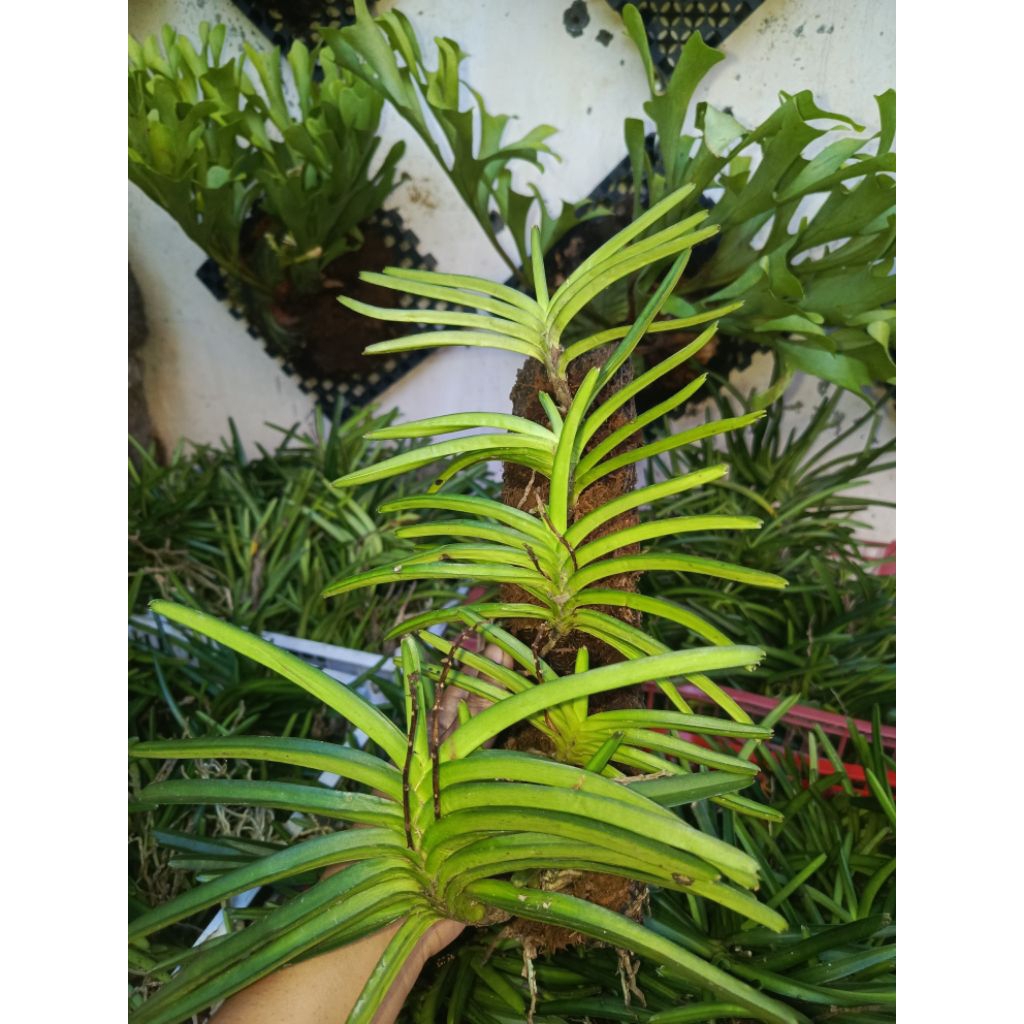 Vanda asco/Vanda mini