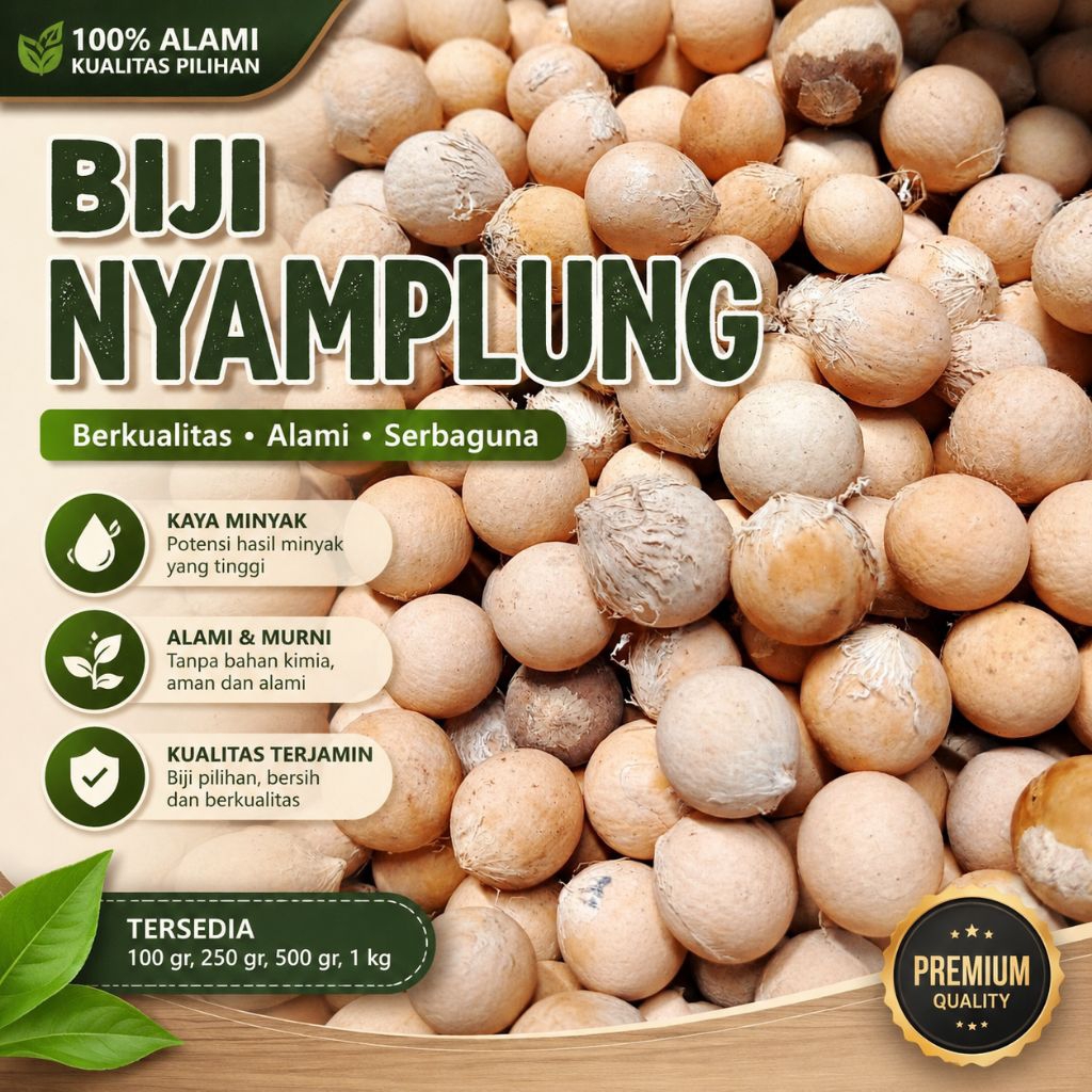 biji nyamplung kering buah nyamplung kerajinan biji nyamplung bersih warna natural biji-bijian