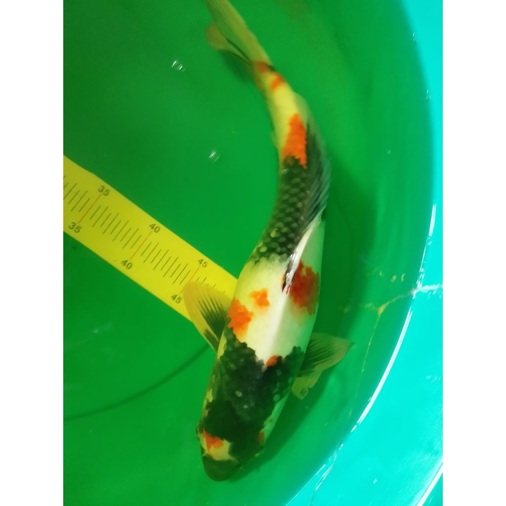 Ikan koi jenis SHOWA import sertifikat HQ 43cm