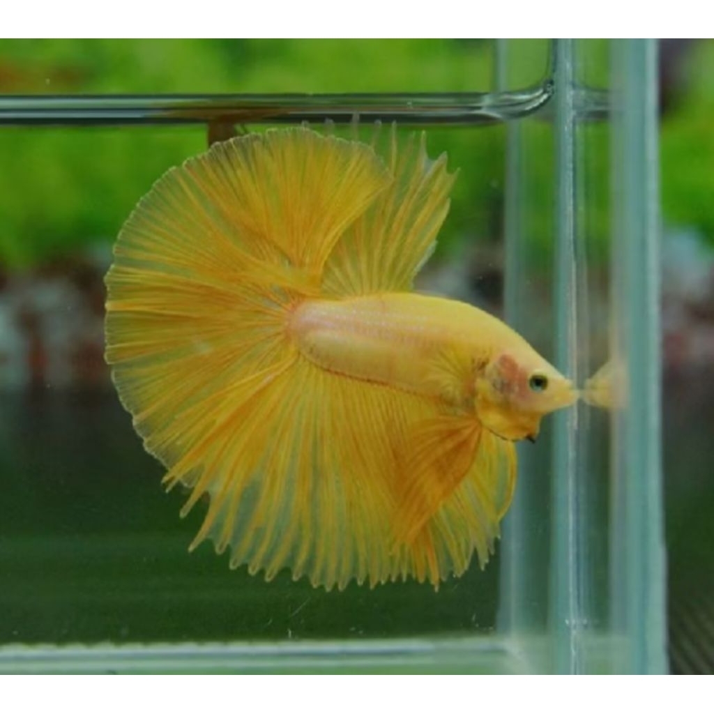 Hiasan aquarium cupang halfmoon yellow
