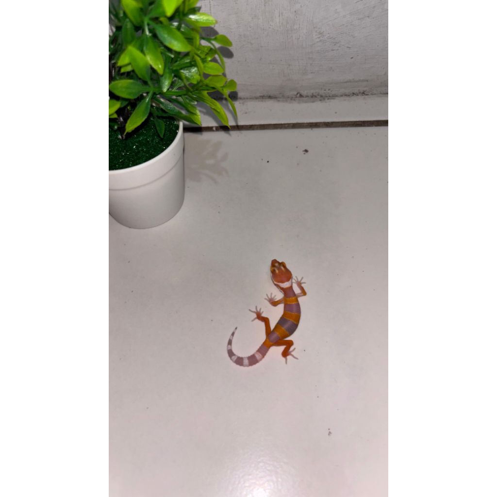 Baby Leopard Gecko