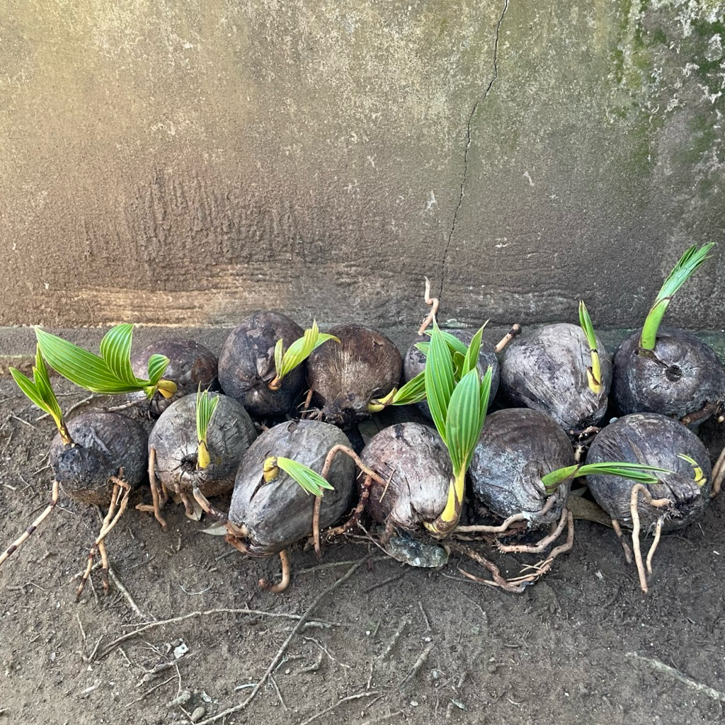 Bibit bonsai kelapa minion gading oren, kuning, hijau, dan coklat sudah bertunas & berakar - Bahan b