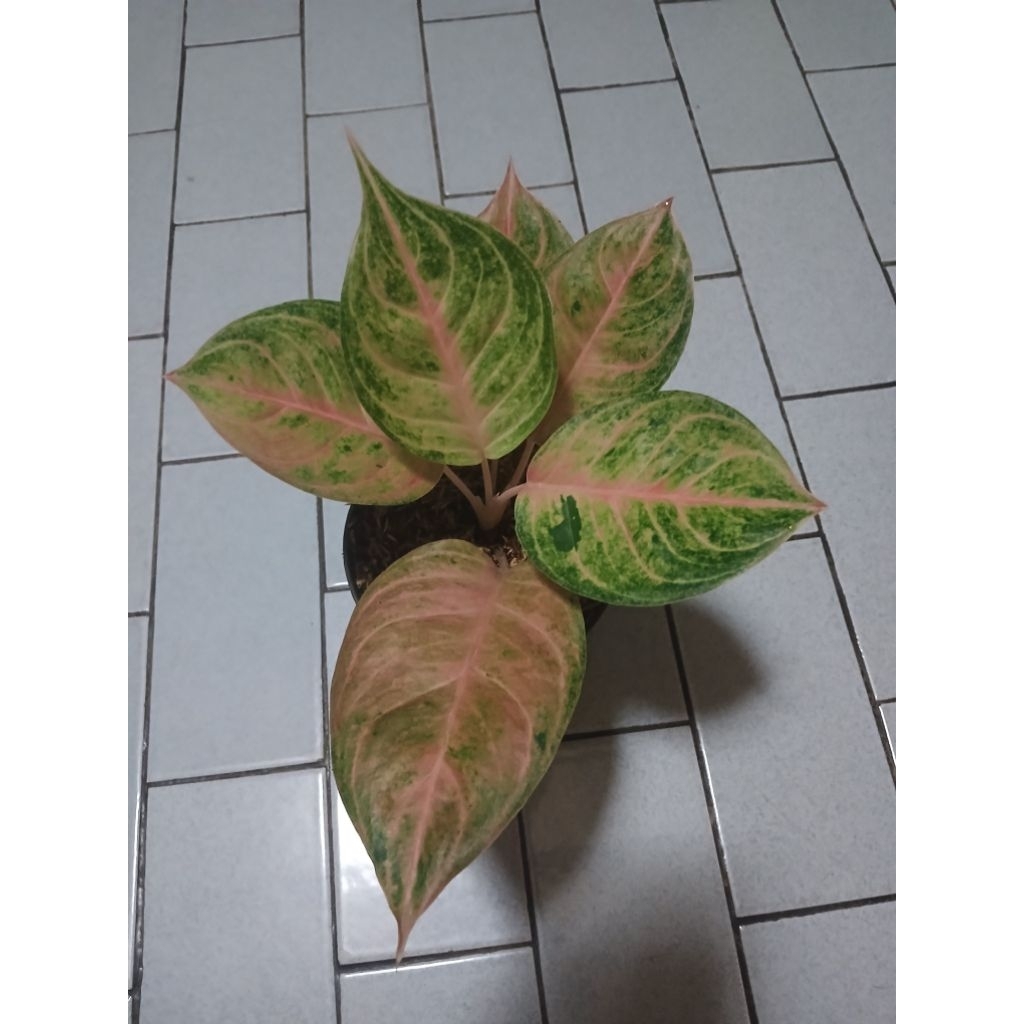 Aglaonema susan remaja