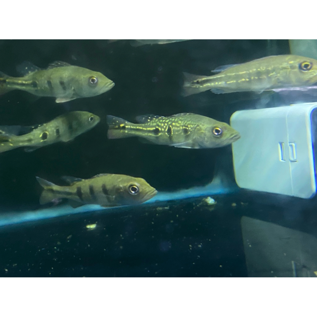 Pbass Kelberi Burik Ukuran 9-11 cm.