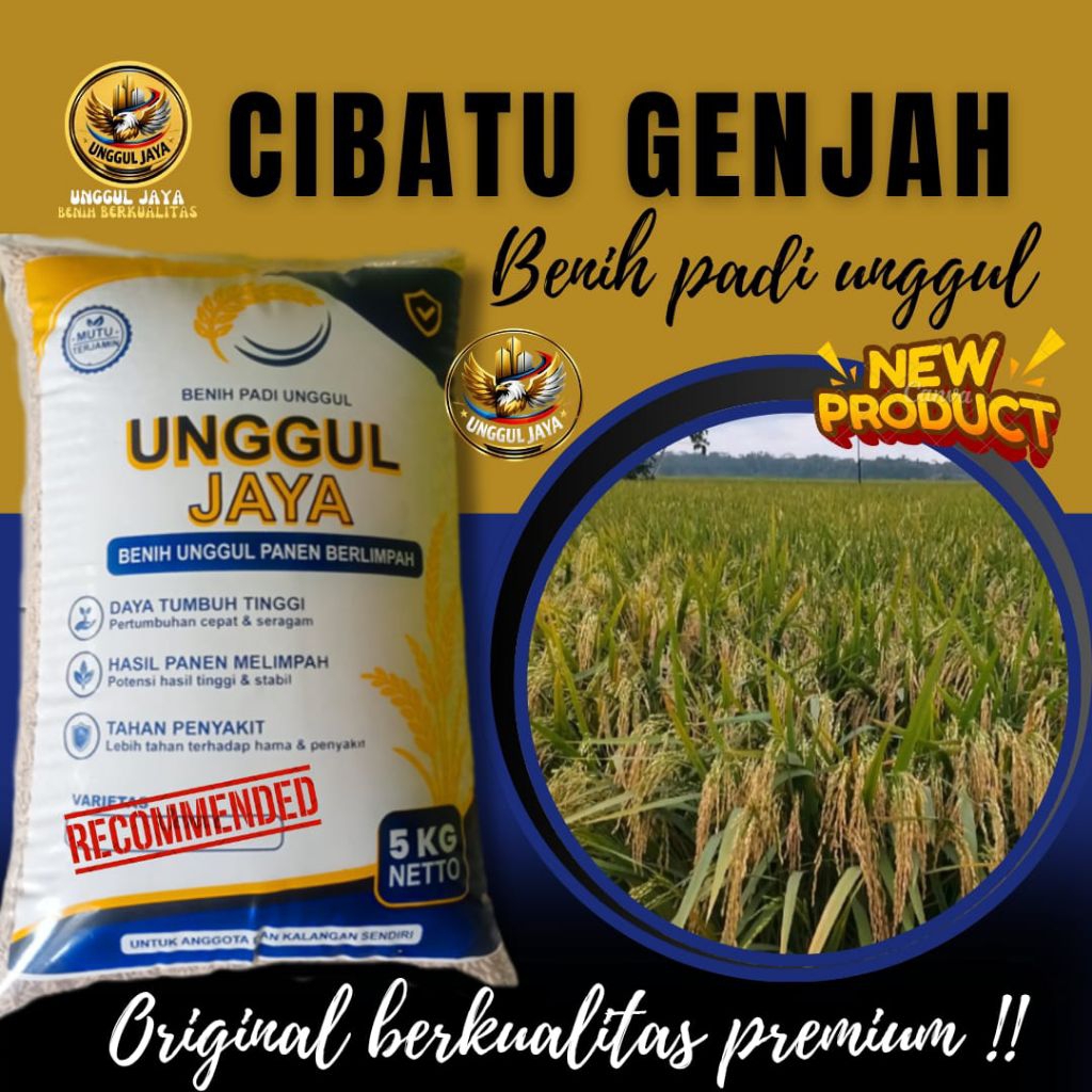 padi unggul CIBATU GENJAH berkualitas
