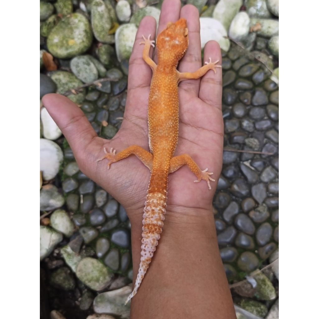 Sunglow Enigma Gecko (F-134)