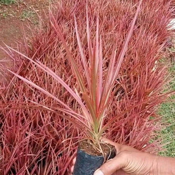 tanaman hias dracena merah pohon dracena tricolor tanaman dracena