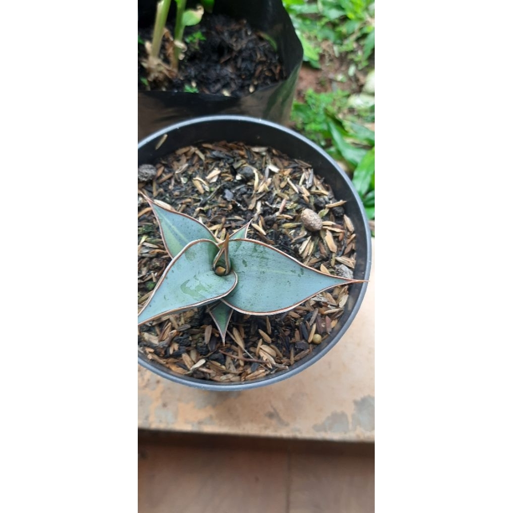 Anakan Sansevieria Rorida