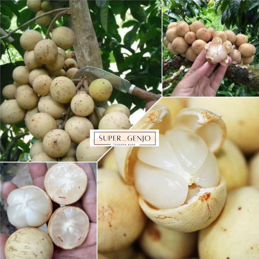 Bibit Buah Langsat Jumbo Cepat Berbuah