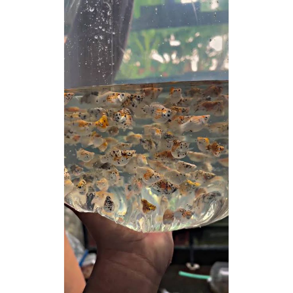 calico molly - hiasan aquarium, aksesoris aquarium, dekorasi aquarium, Aquarium mini
