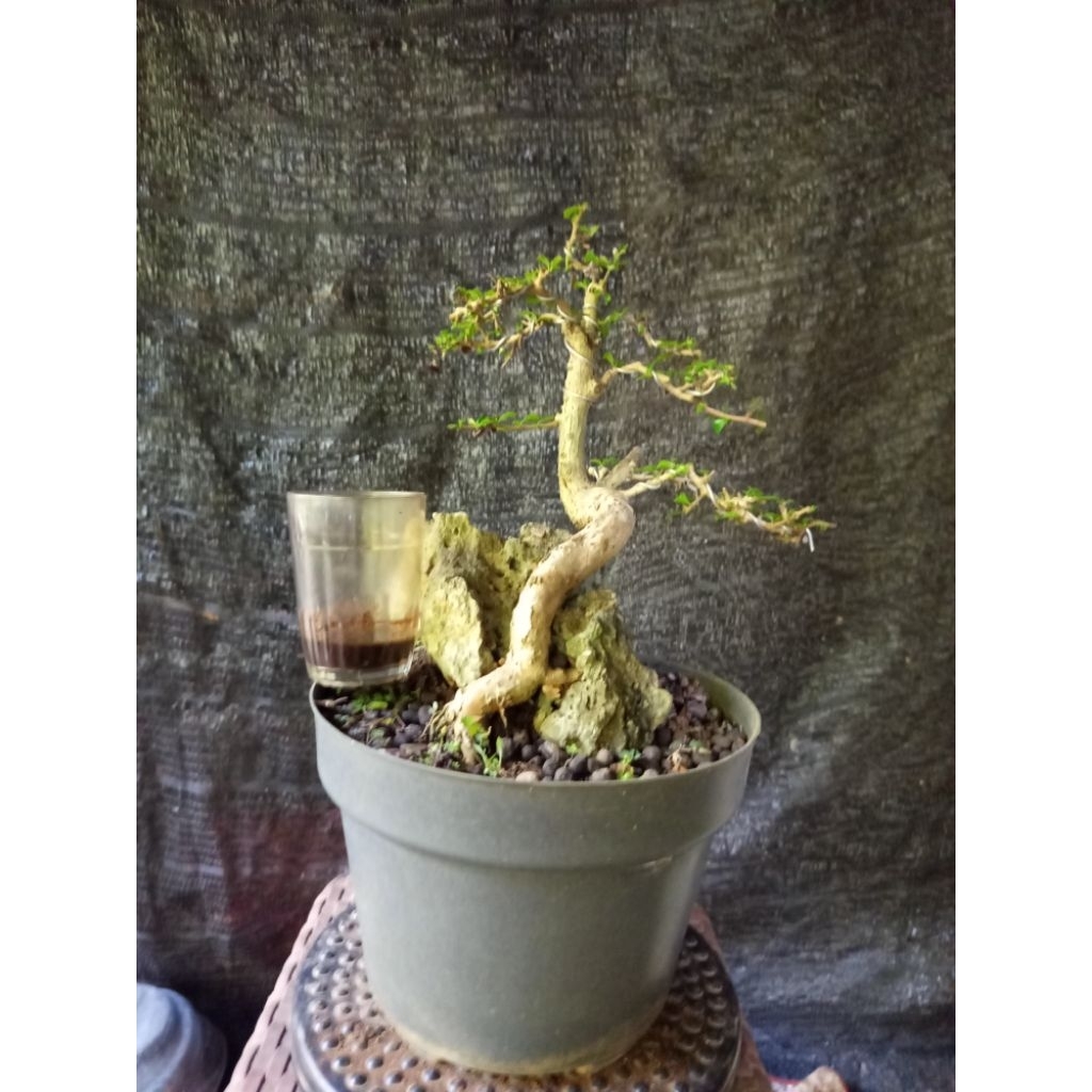 Bonsai hokiantea mikro berkarakter sesuai foto