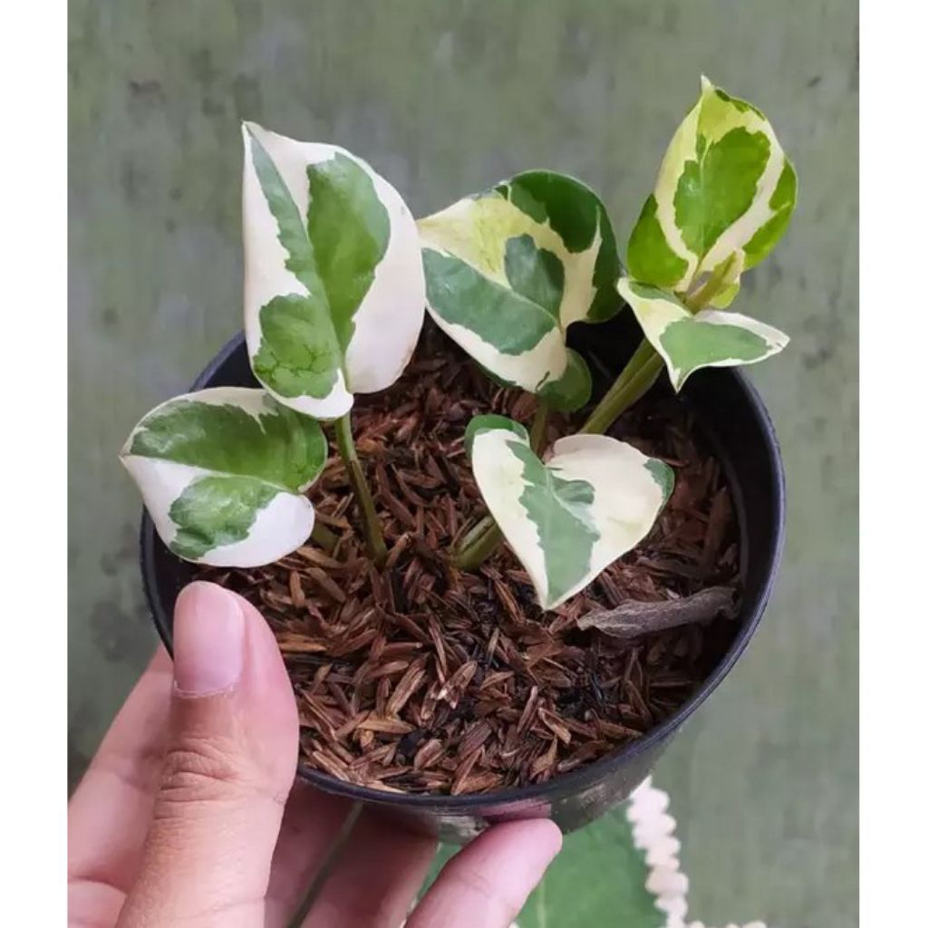 Tanaman Hias Njoy / Sirih Gading Njoy / Sirih Njoy / Epipremnum Aureum Njoy